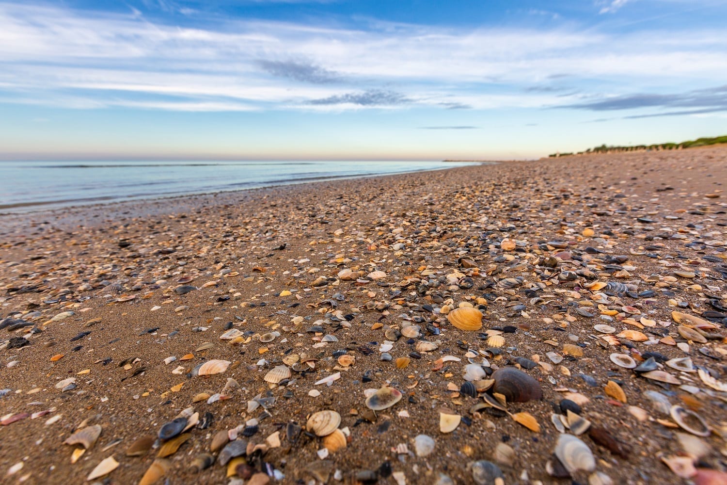 Italian beach littered with seashells: ID 123673602 © Natalia Sokko | Dreamstime.com