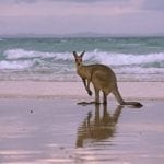 Kangaroo standing on the edge of a beach: ID 84964104 © Rozenn Leard | Dreamstime.com