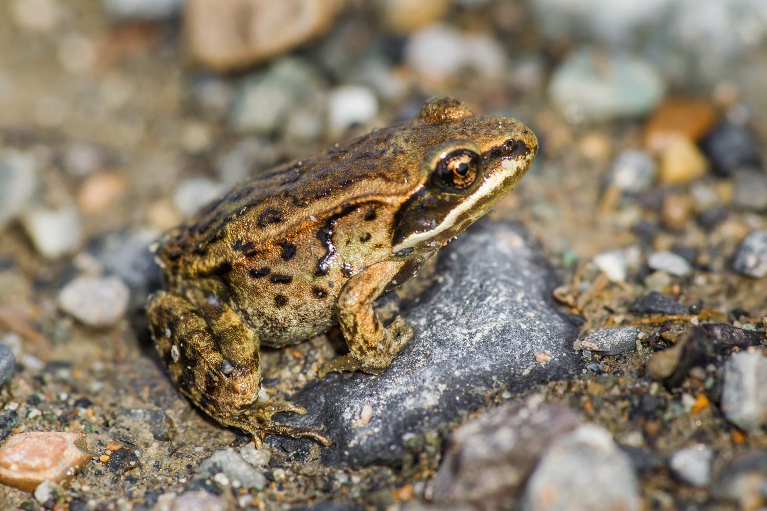 ID 98896763 © Rinus Baak | Dreamstime.com