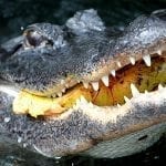 Alligator eating pond apple: photo credit: National Park Service