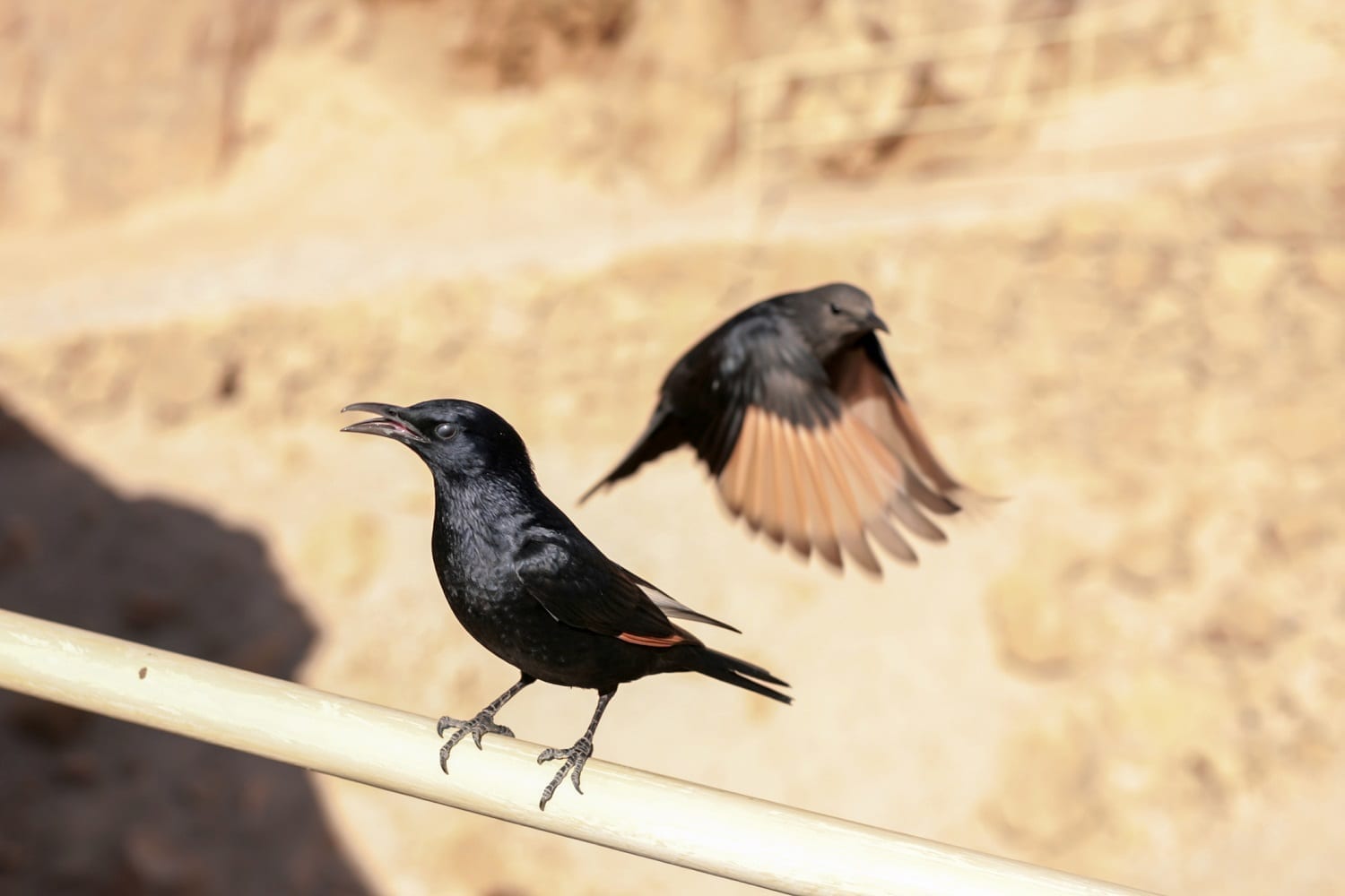 Tristram's Grackles at Masada ID 96006431 © | Dreamstime.com