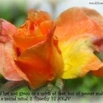For God has not given us a spirit of fear, but of power and of love and of a sound mind. 2 Timothy 1:7 NKJV