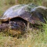Common Snapping Turtle, photo credit: William Wise