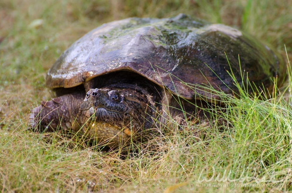 Common Snapping Turtle, photo credit: William Wise