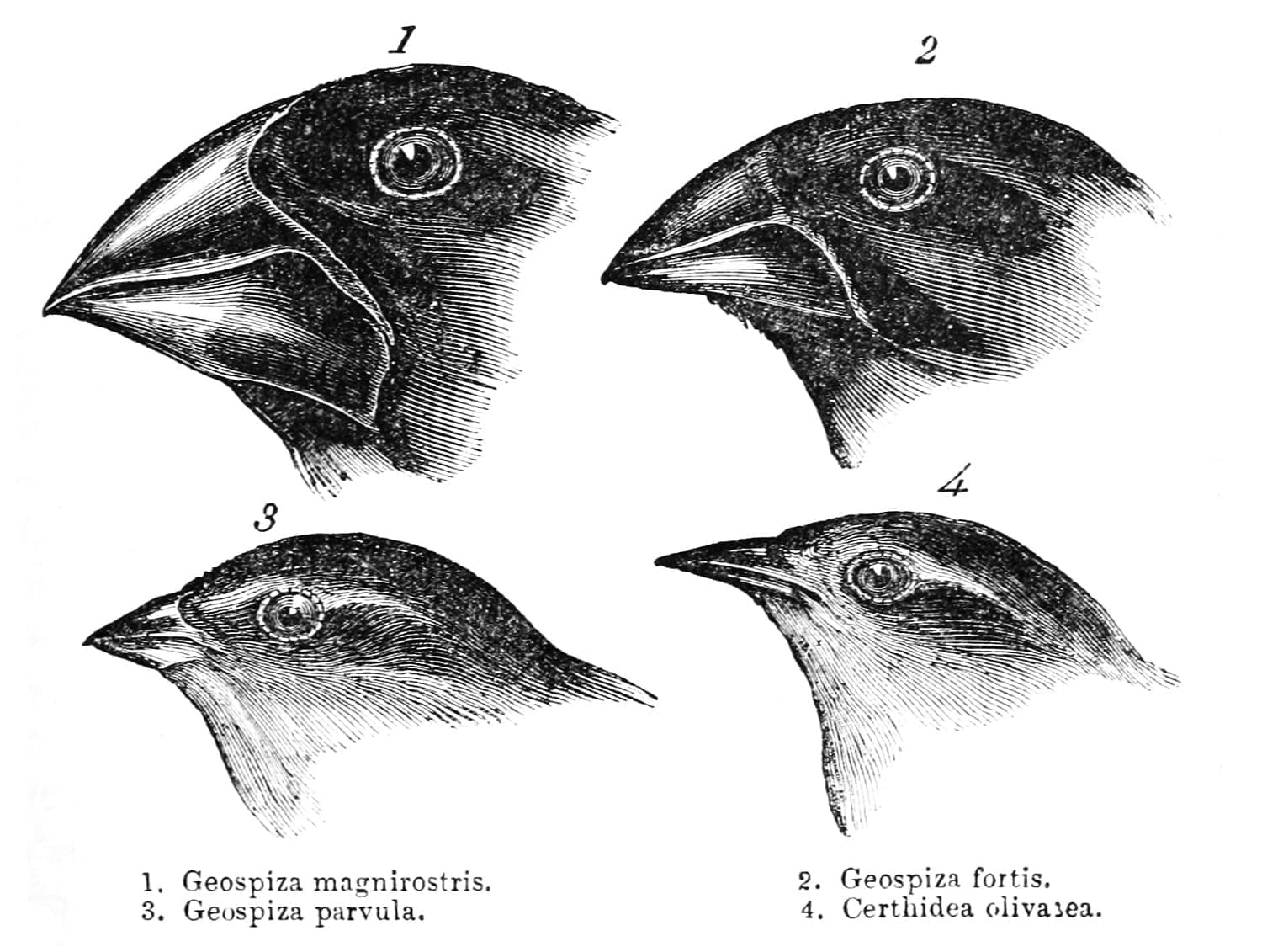 Engraving of Darwin's Finches from "Voyage of the Beagle" 1845