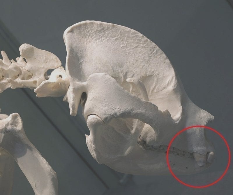 Giant Panda skull showing large canine teeth