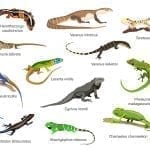 A CG depiction of dozen lizard species: ID 70178272 © Ekaterina Muzyka | Dreamstime.com