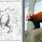 Drawing of Ursa Major as a bear with a Red Panda next to it. Red Panda photo: ID 36947330 © Jordan Tan | Dreamstime.com
