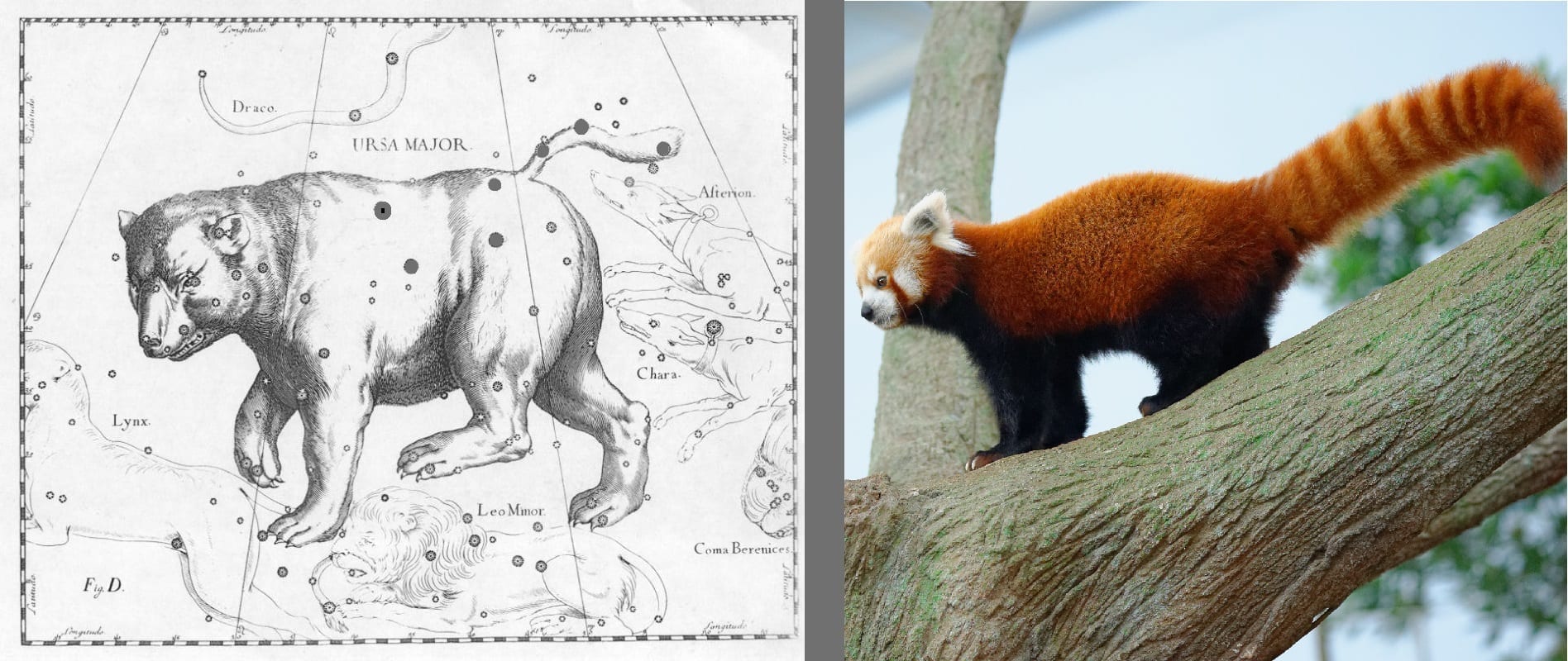 Drawing of Ursa Major as a bear with a Red Panda next to it. Red Panda photo: ID 36947330 © Jordan Tan | Dreamstime.com