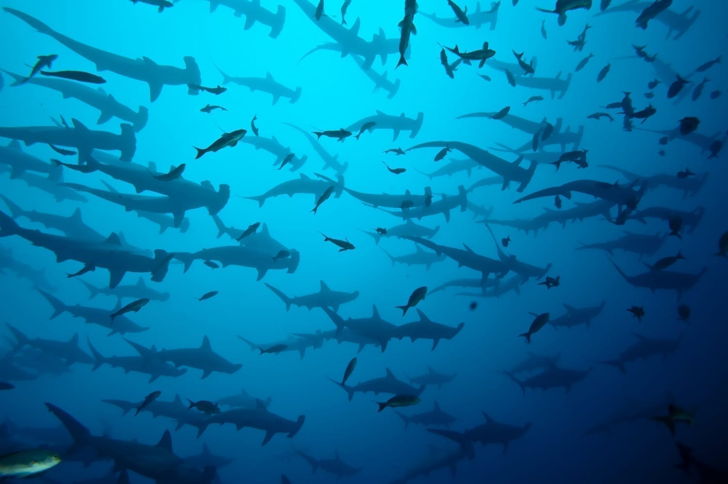 Hammerhead shark school: ID 12280811 © Dream69 | Dreamstime.com