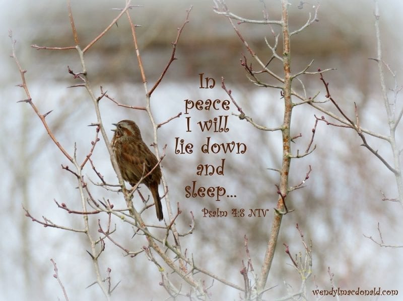 Sparrow with Psalm 4:8a, Photo credit: Wendy MacDonald
