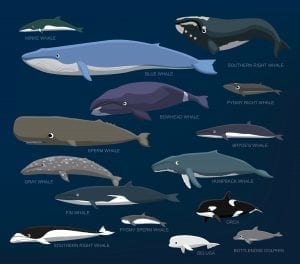 God’s Amazing Ocean Mammals: Whales – The Creation Club | A Place for ...