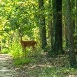 Doe looking towards us in sunlit woods, photo credit: Thomas Matthews, pxhere