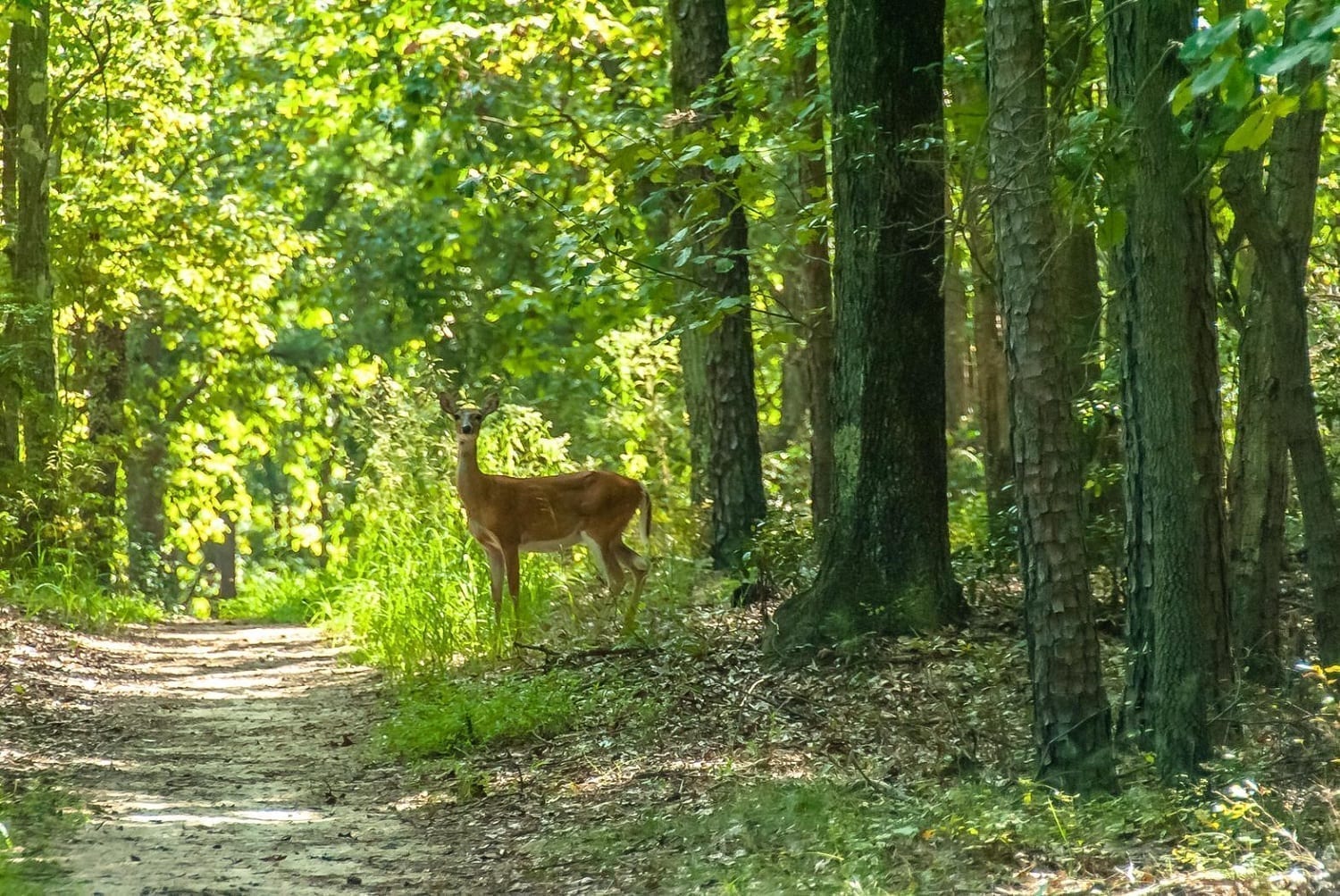 Doe looking towards us in sunlit woods, photo credit:
