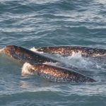 Narwhals swimming showing one tusk: Image courtesy of Kristin Laidre, NOAA