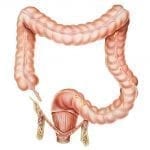 Appendix and colon illustration: ID 55917625 © Medicalartinc | Dreamstime.com