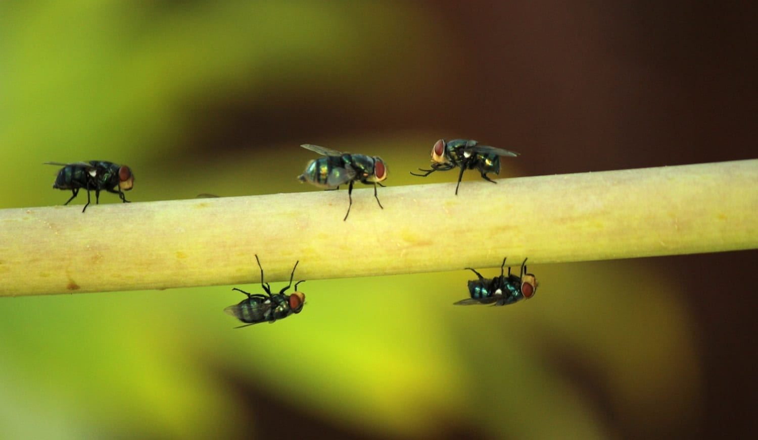 Flies on a stem: ID 136276884 © Samarn Plubkilang | Dreamstime.com