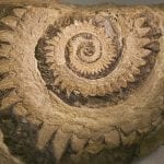 Helicoprion fossil showing coiled 'tooth': ID 30690 © Linda Bair | Dreamstime.com