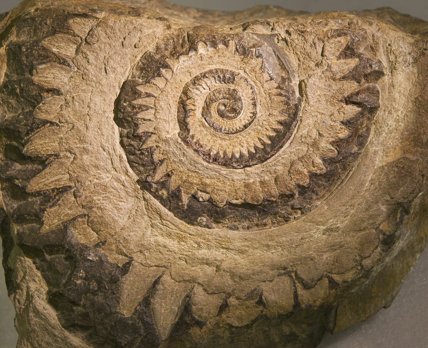 Helicoprion fossil showing coiled 'tooth': ID 30690 © Linda Bair | Dreamstime.com