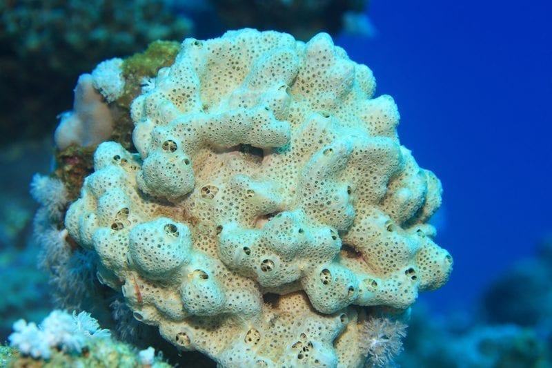 Sea Sponge on a reef: ID 87727637 © Aquanaut4 | Dreamstime.com