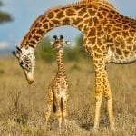 Mother giraffe bending over her baby: ID 83752030 © Simon Fletcher | Dreamstime.com
