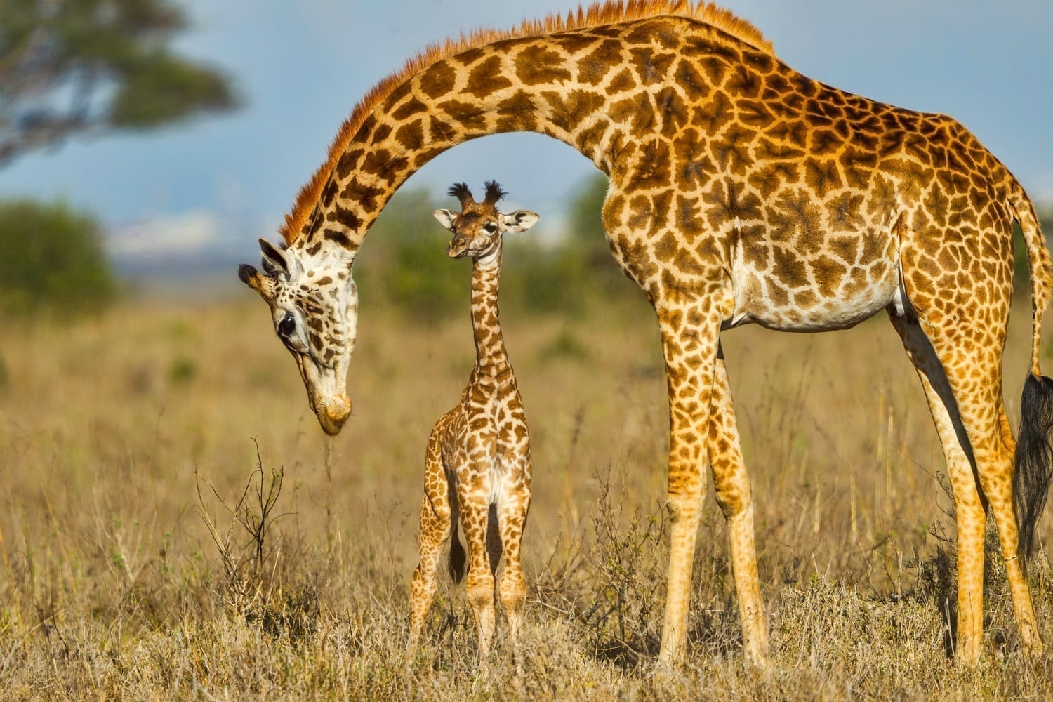 giraffe-science-math-and-measurement-kidminds