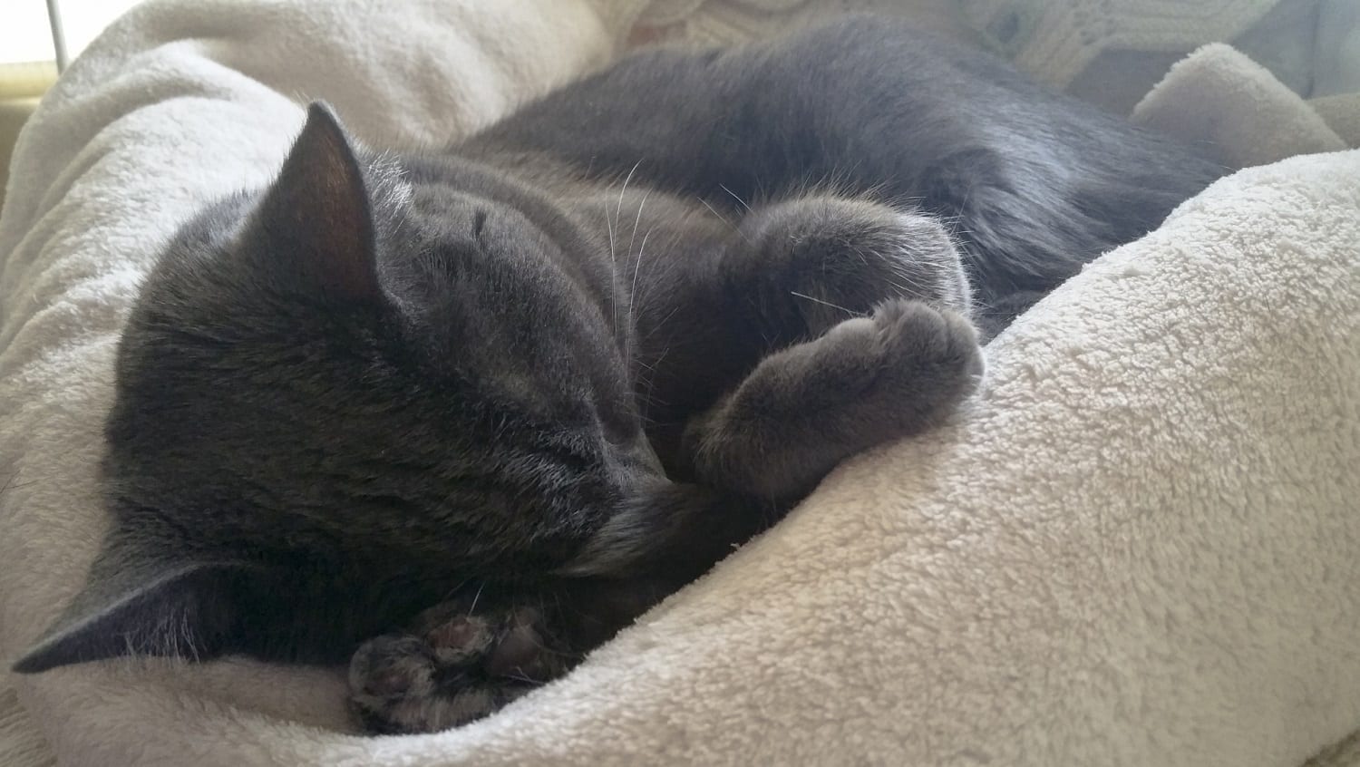 Black cat sleeping on a blanket, photo credit: Circe Denyer