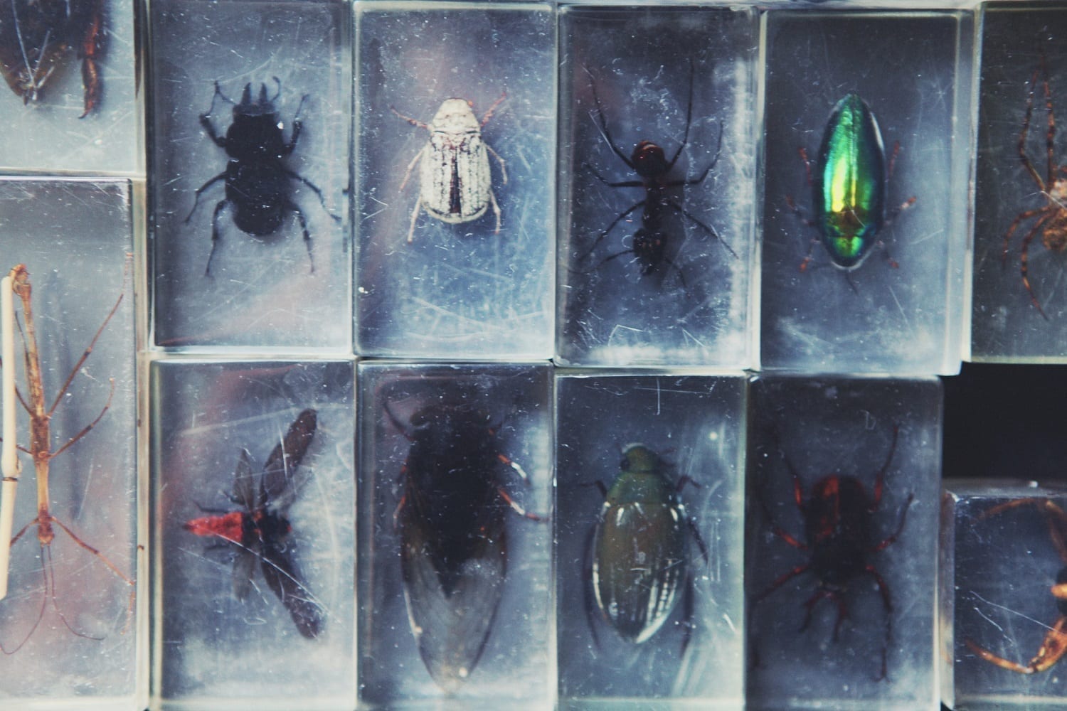 Collection of Insects under glass: ID 113819616 © Gorlov | Dreamstime.com