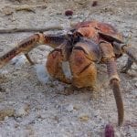 Christmas Island Robber Crab: ID 78010393 © Nijethorpe | Dreamstime.com