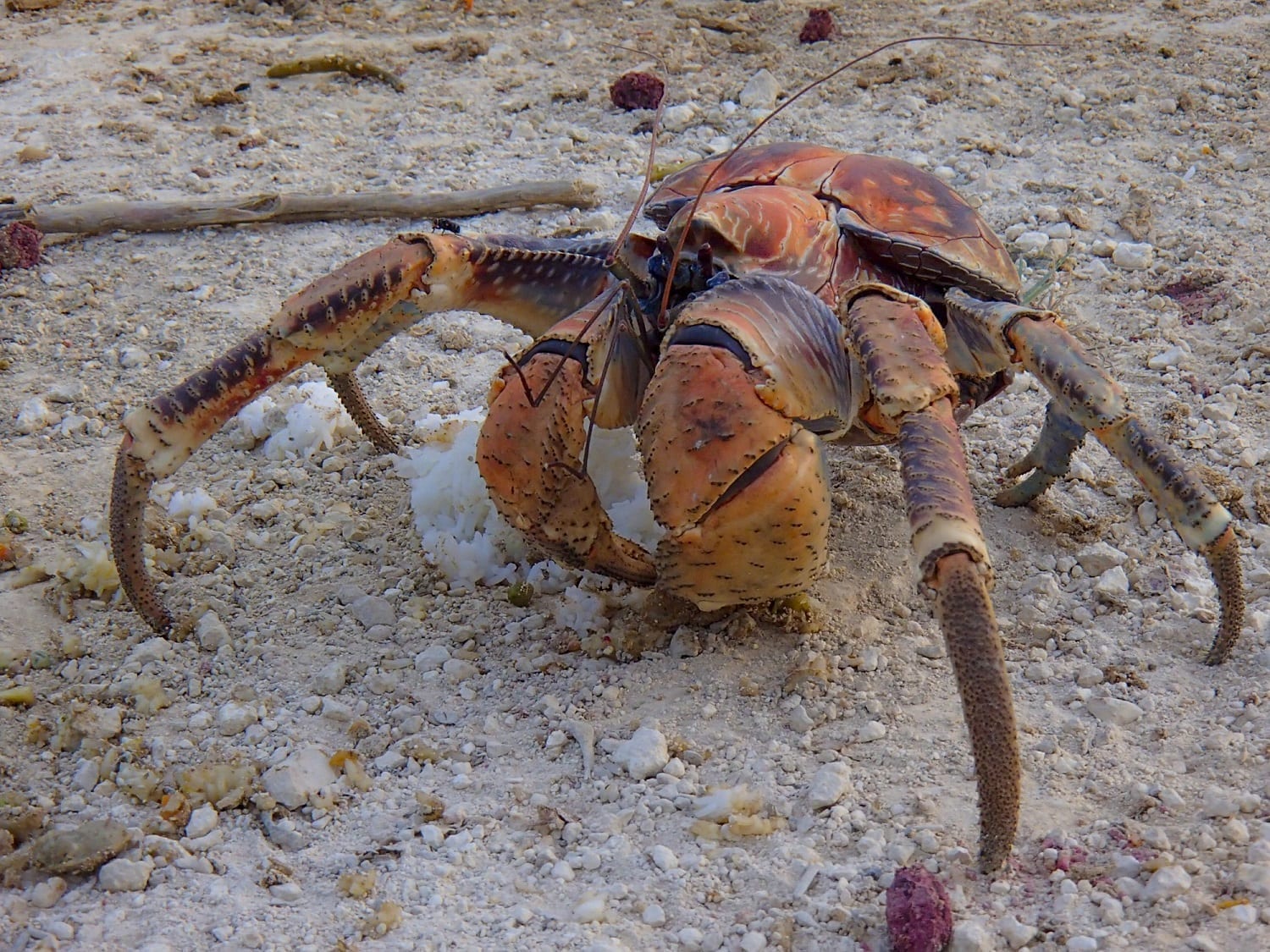 Christmas Island Robber Crab: ID 78010393 © Nijethorpe | Dreamstime.com