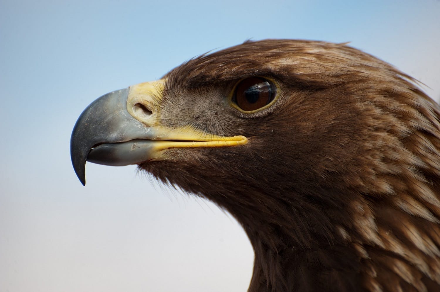 Golden eagle profile: