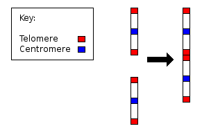 Depiction of supposed Chromosome 2 fusion by Evercat