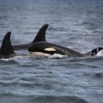 Two Orca dorsal fins with a calf head above the water, photo credit: Faith P.