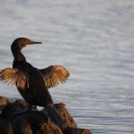 Flightless Galapogos Cormorant with wings extended: ID 94567431 © Willtu | Dreamstime.com