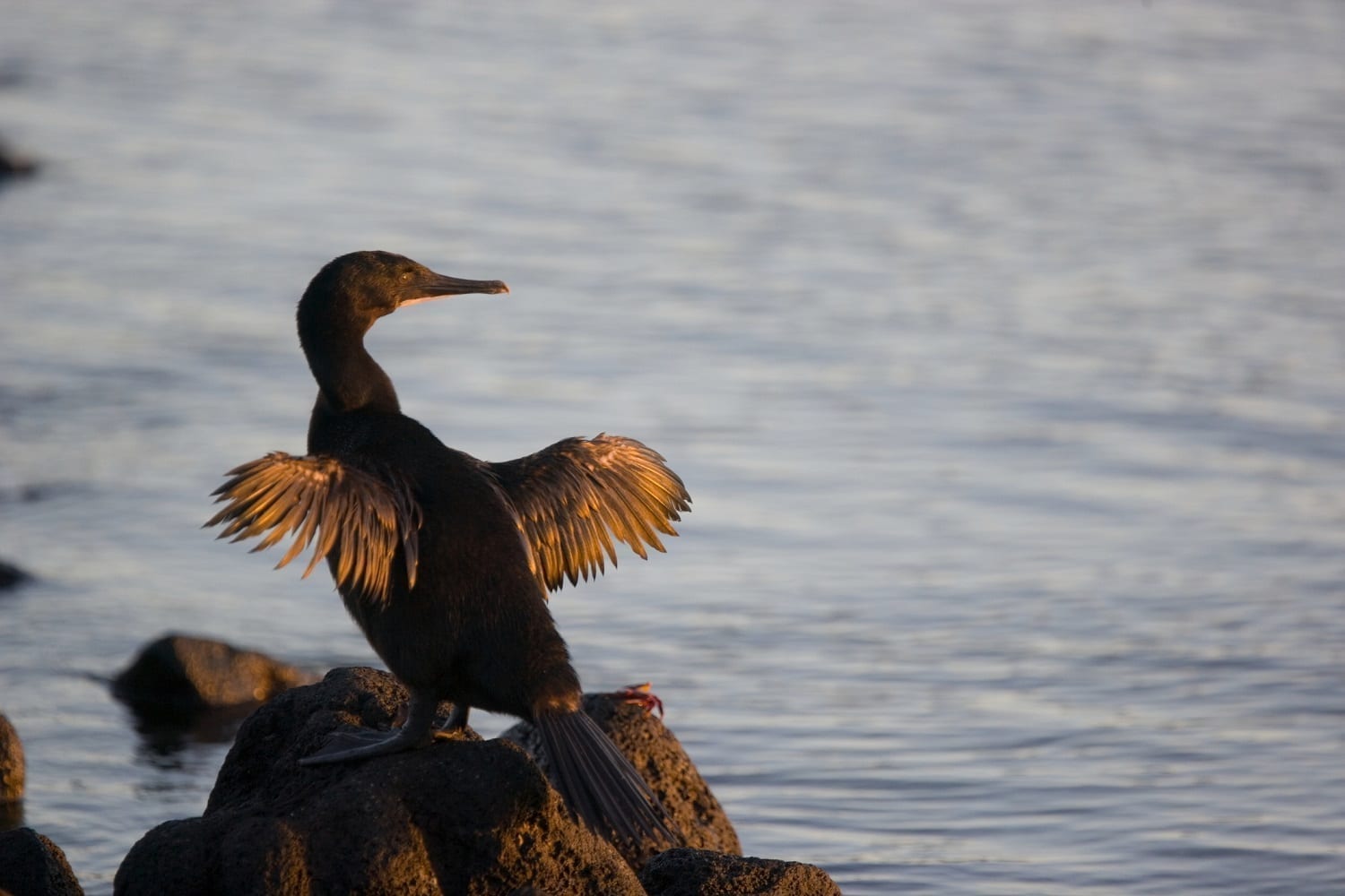 Flightless Galapogos Cormorant with wings extended: ID 94567431 © Willtu | Dreamstime.com