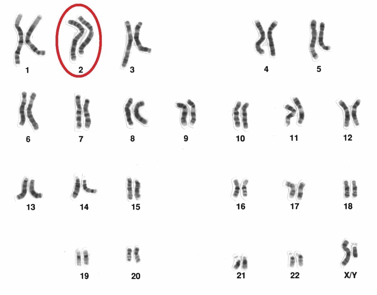Human Chromosomes with 2 highlighted, photo credit: NIH
