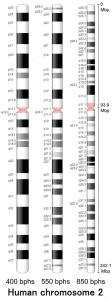 Human Chromosome 2 showing banding, photo credit: NIH