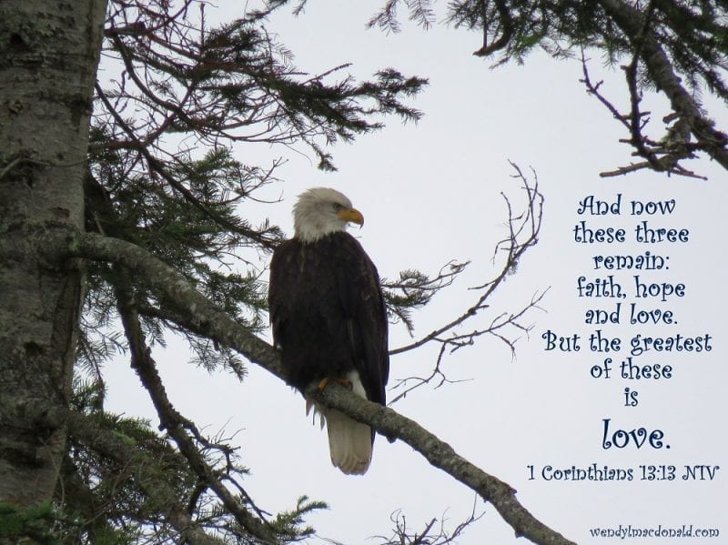 1 Corinthians 13:13 with Bald Eagle perched on a tree branch, photo credit: Wendy MacDonald