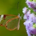 Glasswing butterfly on a purple flower: ID 84785809 © Ondřej Prosický | Dreamstime.com