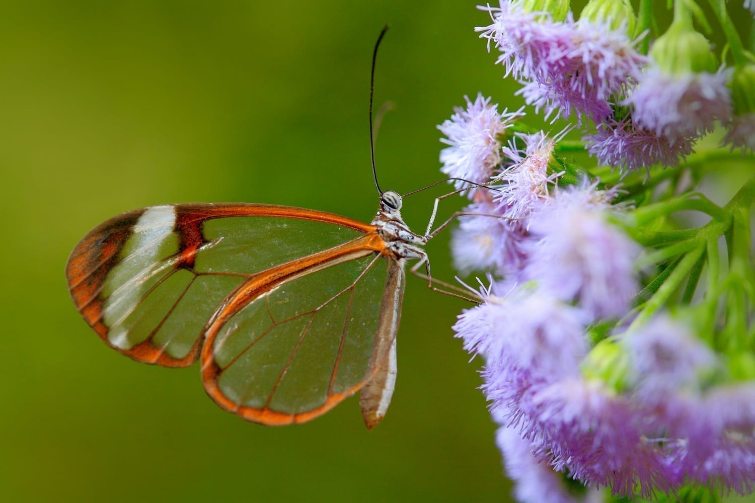 Glasswing butterfly on a purple flower: ID 84785809 © Ondřej Prosický | Dreamstime.com