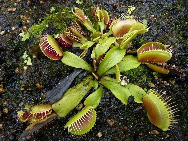 Venus Flytrap in native bog, photo credit: Pixabay