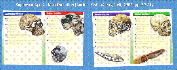 Layout of fossils and artefacts to suggest humanoid progression