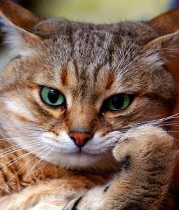 Cat with paw looking seriously at the viewer