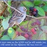 Song Sparrow on Blackberry vine, photo credit: Wendy McDonald