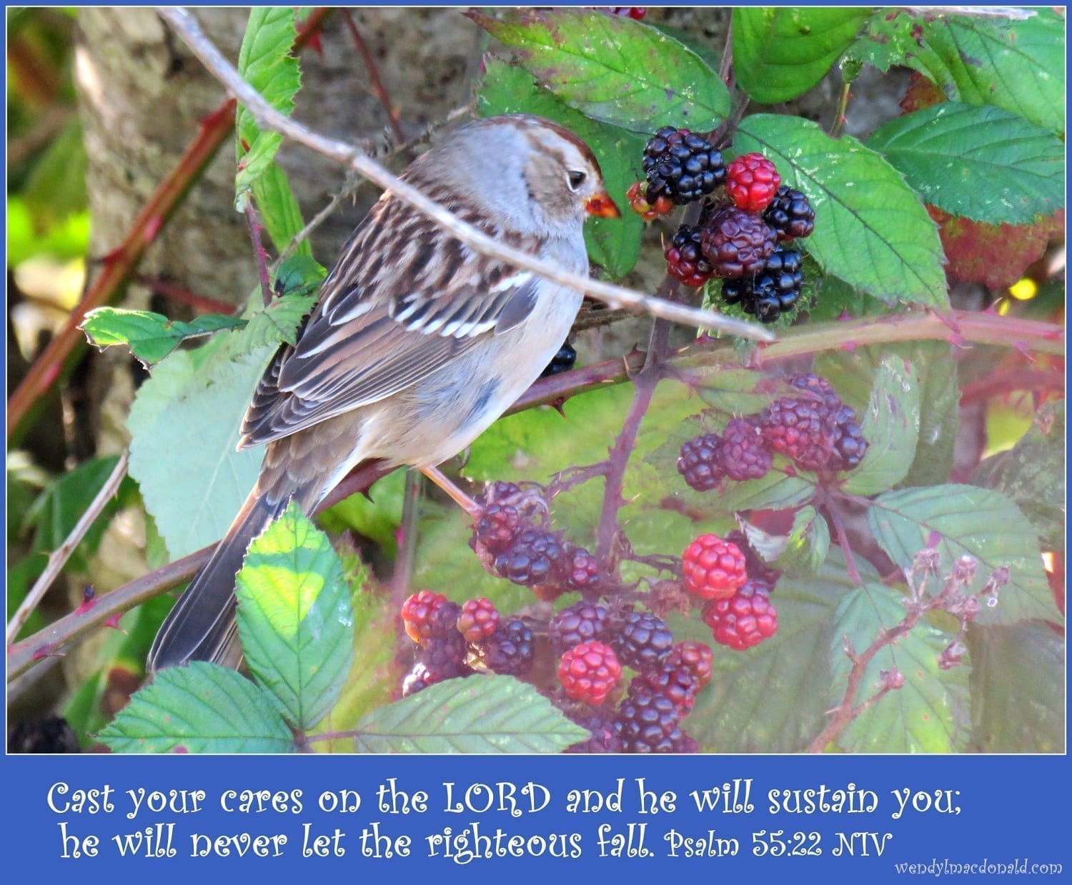 Song Sparrow on Blackberry vine, photo credit: Wendy McDonald