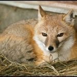 Fox Resting, photo credit: Pat Mingerelli