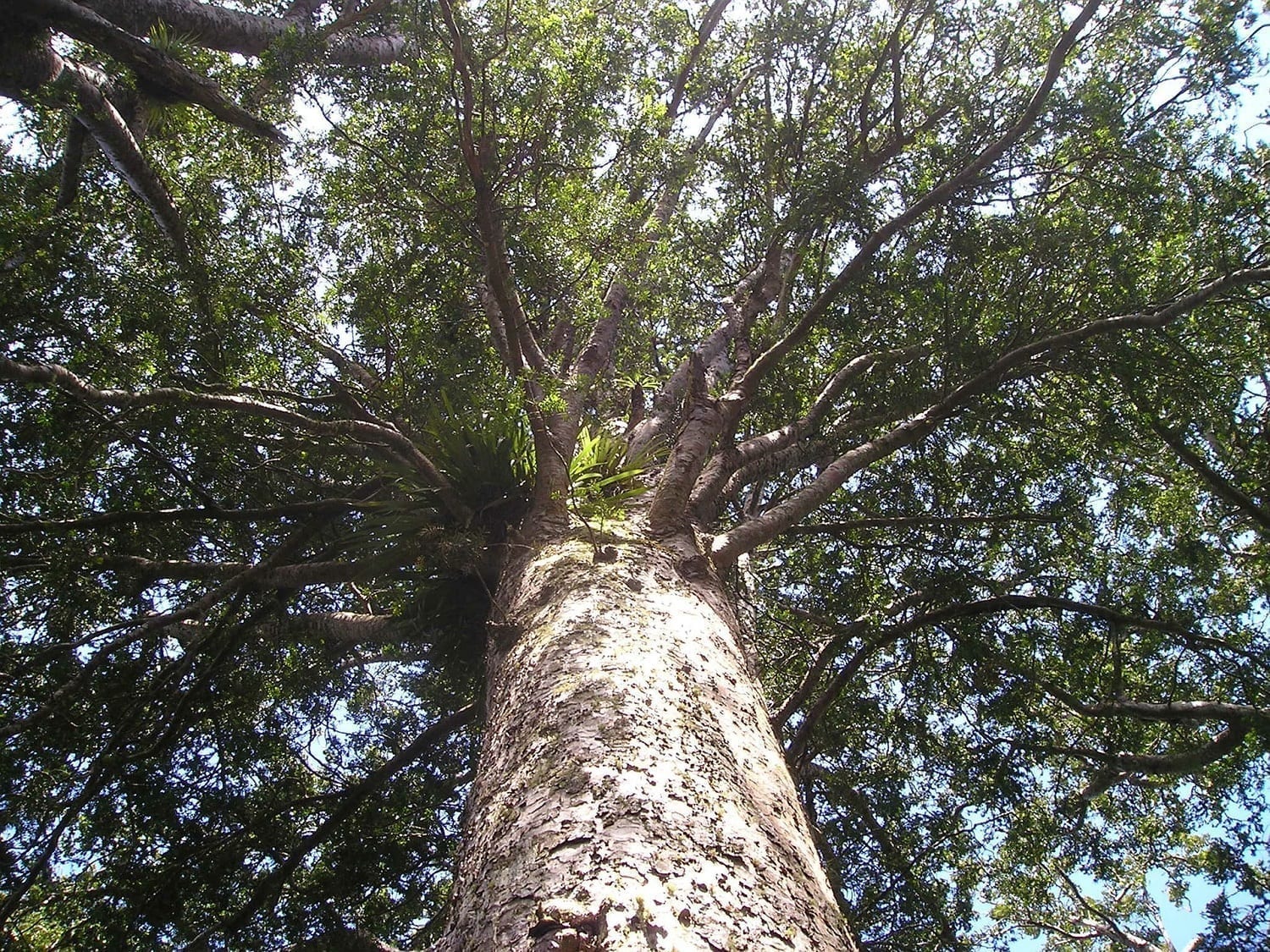 Crown of a Kauri Tree growing in New Zealand today