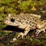 Midwife Toad on mossy ground: ID 44681190 © Wildlifesnapper | Dreamstime.com