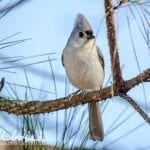 tufted-titmouse-William-Wise