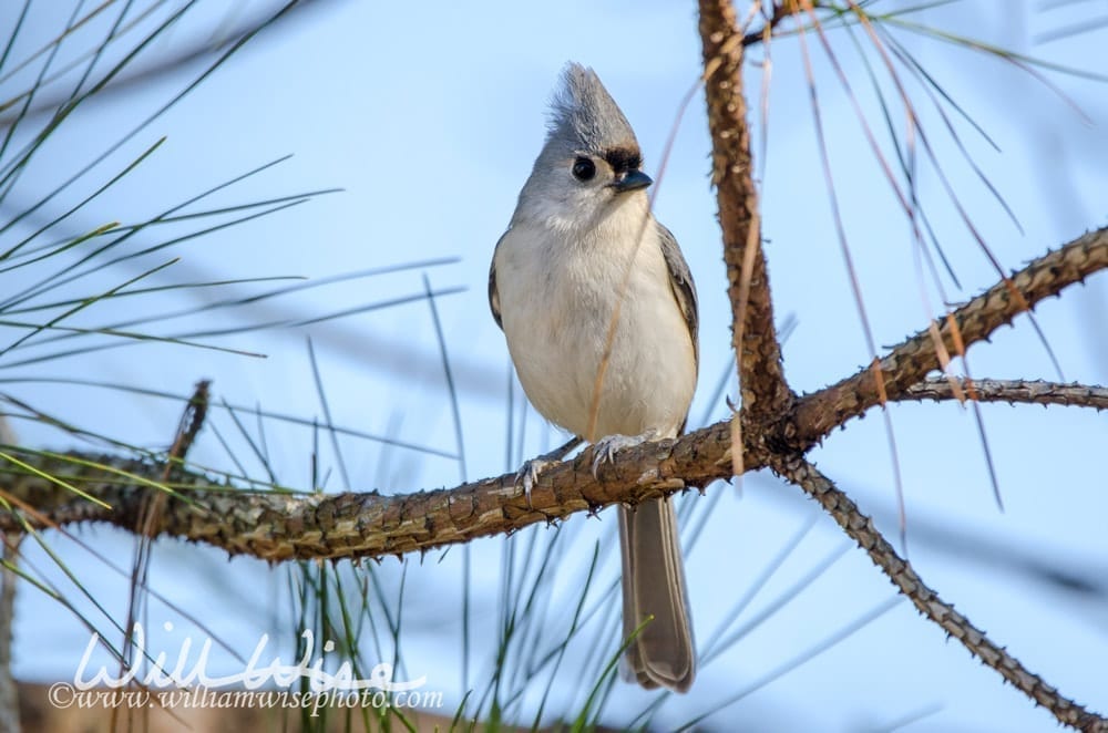 tufted-titmouse-William-Wise